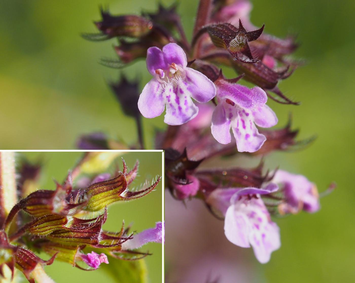 Calamint, Common flower